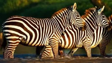 Nehir suyunda çizgili zebralar. Serengeti Milli Parkı. video 