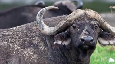 Afrika Bizonu Kruger Ulusal Parkı, Güney Afrika