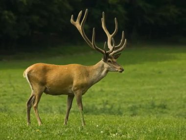 Ulusal Park 'taki yeşil çayır geyiği. Flora ve Fauna 'nın video görüntüleri  
