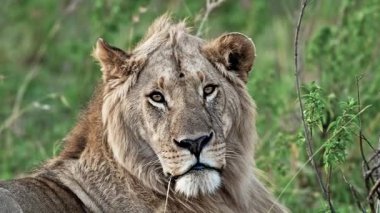 Erkek Afrika Aslanı güneşli günün tadını çıkarıyor. 