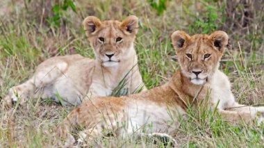 Yeşil çimlerde dinlenen sevimli aslan yavruları, video görüntüleri.  