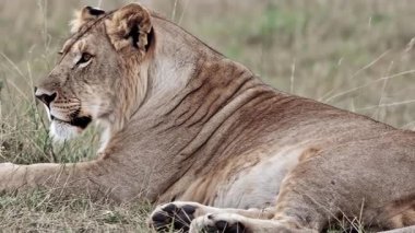 Erkek Afrika Aslanı güneşli günün tadını çıkarıyor. 