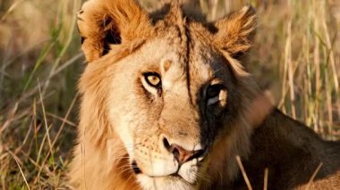 Yavaş çekim videosu. Çimlerde Afrika Aslanı. Kenya 'daki Ulusal Park 