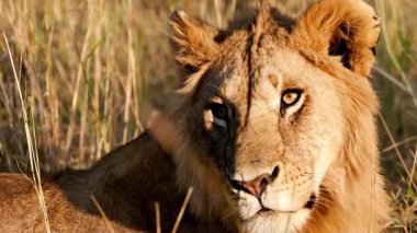 Masai-mara. Kenya, Ulusal Park 'taki büyük aslan.