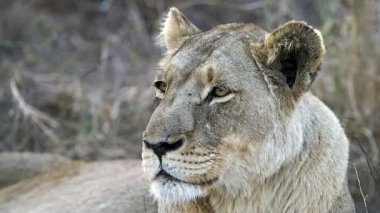 Afrika aslanı çimlerle tarlada. Video görüntülerini kapat 