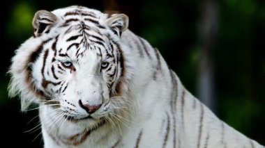 Beyaz Bengal kaplanının video görüntülerini kapat  