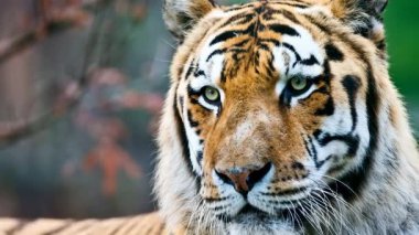 Bengal kaplanı suratının video görüntülerini kapat 