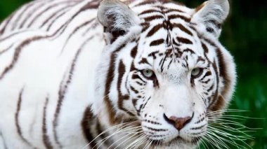 Beyaz Bengal kaplanının video görüntülerini kapat  