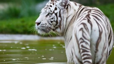 Nehir suyundaki beyaz bengal kaplanının video görüntüleri. 