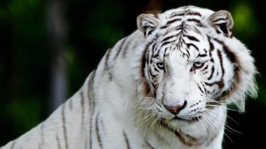 Beyaz Bengal kaplanının video görüntülerini kapat  