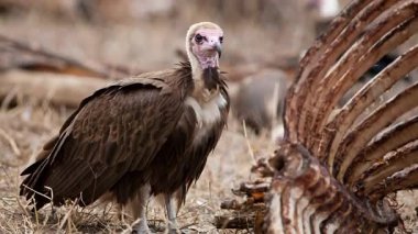 Avrupa Griffon Akbabası (Gyps fulvus fulvus) bir leşin yanında  