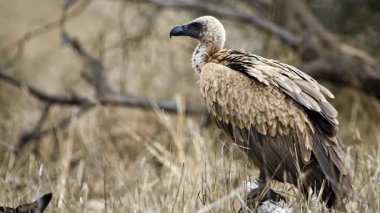 Avrupa Griffon akbabası kuru otlarla tarlada 