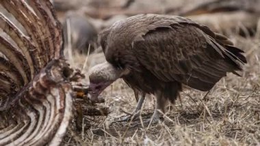 Avrupa Griffon Akbabası (Gyps fulvus fulvus) bir leşin yanında  