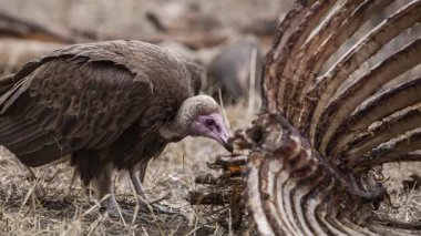 Avrupa Griffon Akbabası (Gyps fulvus fulvus) bir leşin yanında  