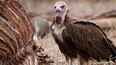 Avrupa Griffon Akbabası 'nın video görüntüleri, Gyps Fulvus Fulvus, ölü hayvan cesedinin yanında. Eti yemeye hazırım. 