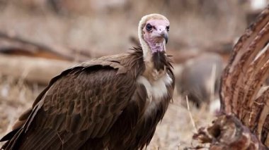 Avrupa Griffon Akbabası 'nın video görüntüleri, Gyps Fulvus Fulvus, ölü hayvan cesedinin yanında. Eti yemeye hazırım. 