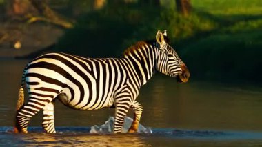 Yavaş çekim videosu. Nehir suyunda yürüyen zebra. Serengeti Milli Parkı 