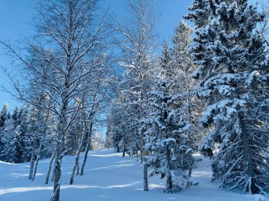 Kuzey İsveç'in kış manzarası
