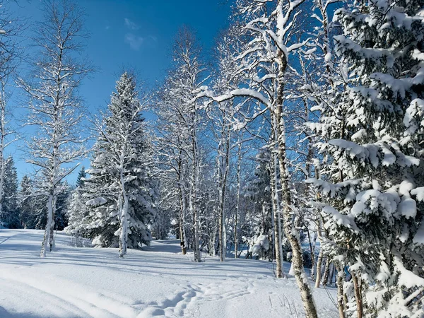 Vinterlandskab Nord Sveden - Stock-foto