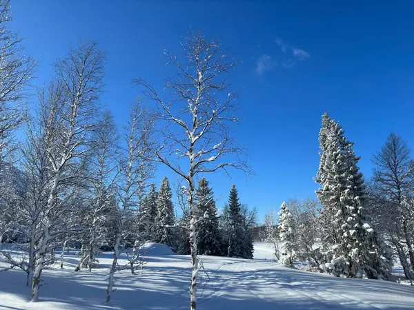 Winterlandschaft Nordschwedens — Stockfoto