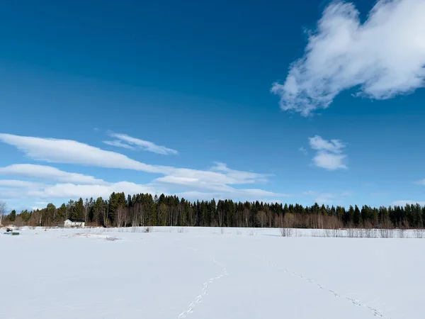 Paisagem Inverno Norte Suécia — Fotografia de Stock