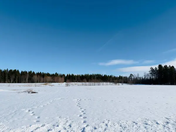 Зимовий Пейзаж Північної Швеції — стокове фото