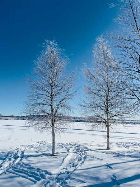 Paisaje Invernal Del Norte Suecia — Foto de Stock