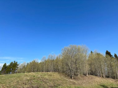 Üzerinde bir sürü ağaç olan bir tarla.