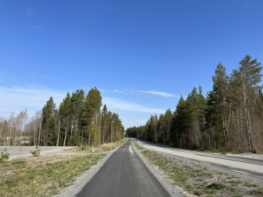 Arka planda orman olan bir yol.