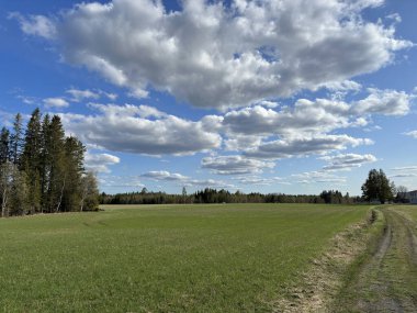 Mavi gökyüzünün altında açık yeşil alan. Kabarık bulutlar, kırsal alan ve Kuzey İsveç 'te toprak bir yol.