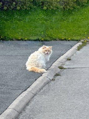 İsveç 'in kuzeyindeki göl manzarası