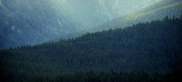 Kiefernwälder Und Berge Wildnis Schroffes Licht — Stockfoto