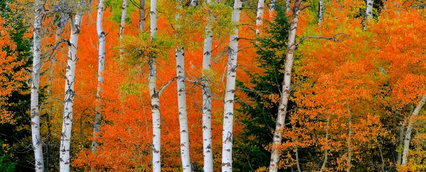 Aspen Doğum Ağaçları Sonbaharda Beyaz Gövde Ile Dökülür Yapraklar Orman — Stok fotoğraf