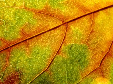 Sonbaharın kapanış makro detayı. Yüzeyde damarları olan sonbahar renkli yaprak.