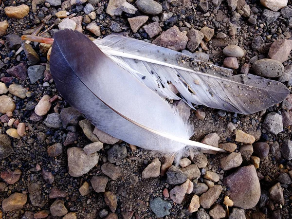 砂利の質感に羽のクローズアップ詳細 — ストック写真