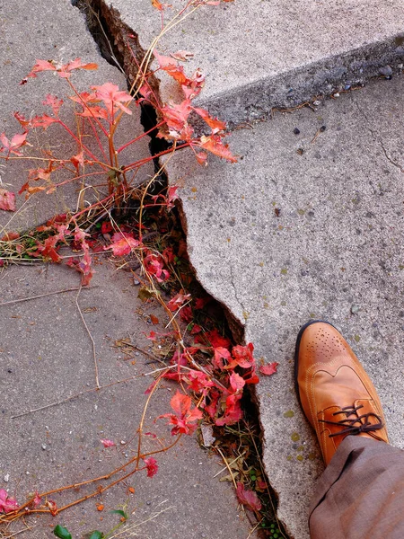 Detalhe Homem Andando Calçada Concreto Rachado Quebrado Com Folhas Queda — Fotografia de Stock