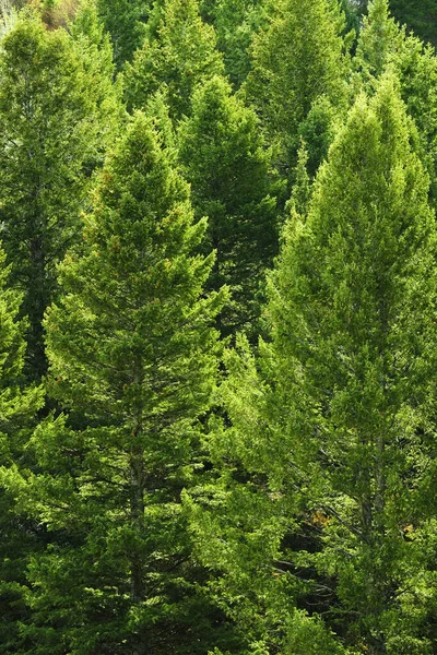 Drzewa Sosnowe Lesie Leśnym Górach Bujne Zielone Liście Środowisku — Zdjęcie stockowe