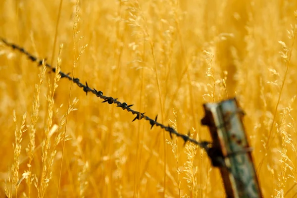 黄金の雑草と摩耗した理髪柵床の間のフェンシングの詳細 — ストック写真