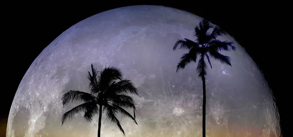 Palm Trees Sunset Közel Ocean Beach Trópusi Elhelyezkedés Moon Rise — Stock Fotó