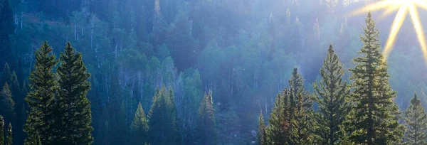 Golden Sunlight Lush Green Pine Trees Wilderness Mountains Backlit Backlight — Stockfoto