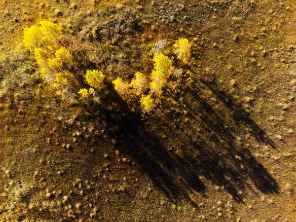 Vue Aérienne Des Drones Automne Aspen Arbres Dans Forêt Forres — Photo