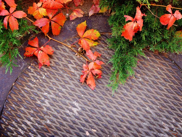 Herbstfarbene Pflanzen Auf Eisernem Kanaldeckel Mit Textur — Stockfoto