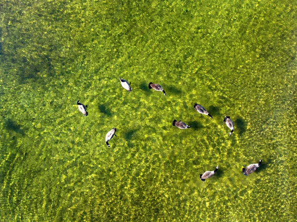 Flock Canadian Geese Swimming Pond Lake — Stock Photo, Image