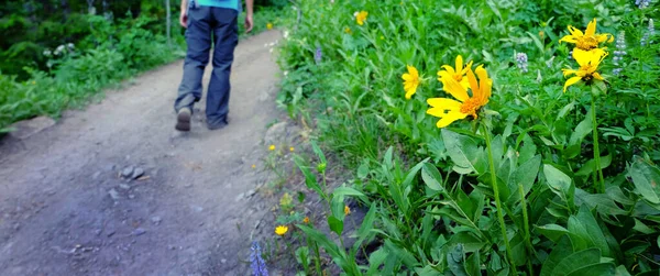 Jovem Caminhadas Trilha Floresta Com Flores Silvestres Amarelo — Fotografia de Stock