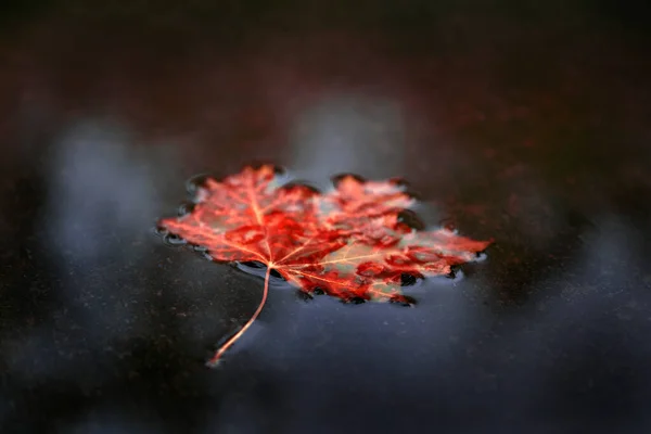Autumn Fall Leaf Water Reflection Nature — Stock Photo, Image