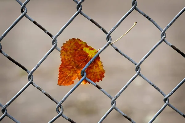 Осенний Лист Пойманный Цепи Забор Природа Промышленность — стоковое фото
