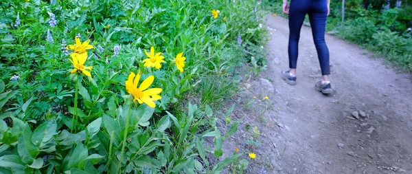 Niña Senderismo Sendero Bosque Con Flores Silvestres Amarillo — Foto de Stock