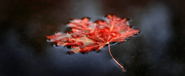 秋天落叶在水中倒映着自然 — 图库照片