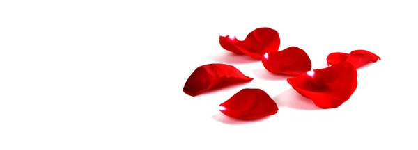 Okvětní Lístky Růží Reprezentující Lásku Romantiku Izolované Bílém Pozadí Panorama — Stock fotografie
