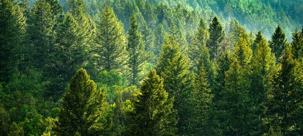 Wald Aus Grünen Kiefern Berghang Mit Spätnachmittäglichem Sonnenlicht Regenschauer Regen — Stockfoto